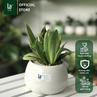 Cây Lưỡi Hổ Thái
