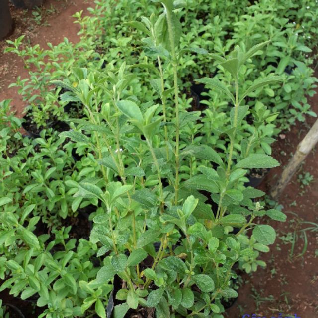Cây cỏ ngọt