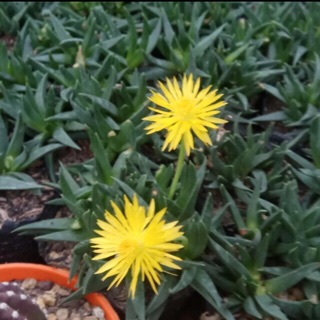 Sen  đá thạch thảo