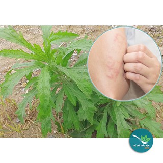 Cây Ngải Dại khô 1KG - TM194