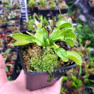 Cây bẫy kẹp, cây bắt ruồi venus flytrap trang trí