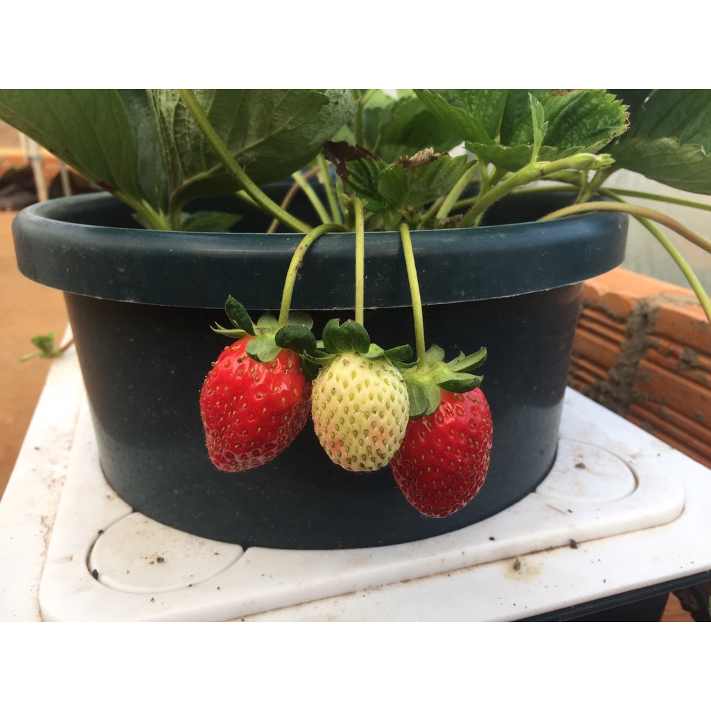 Dung Dịch Thủy Canh Chuyên Cho Dâu Tây Hợp Trí Hydro Strawberry 5Kg A + 5Kg B