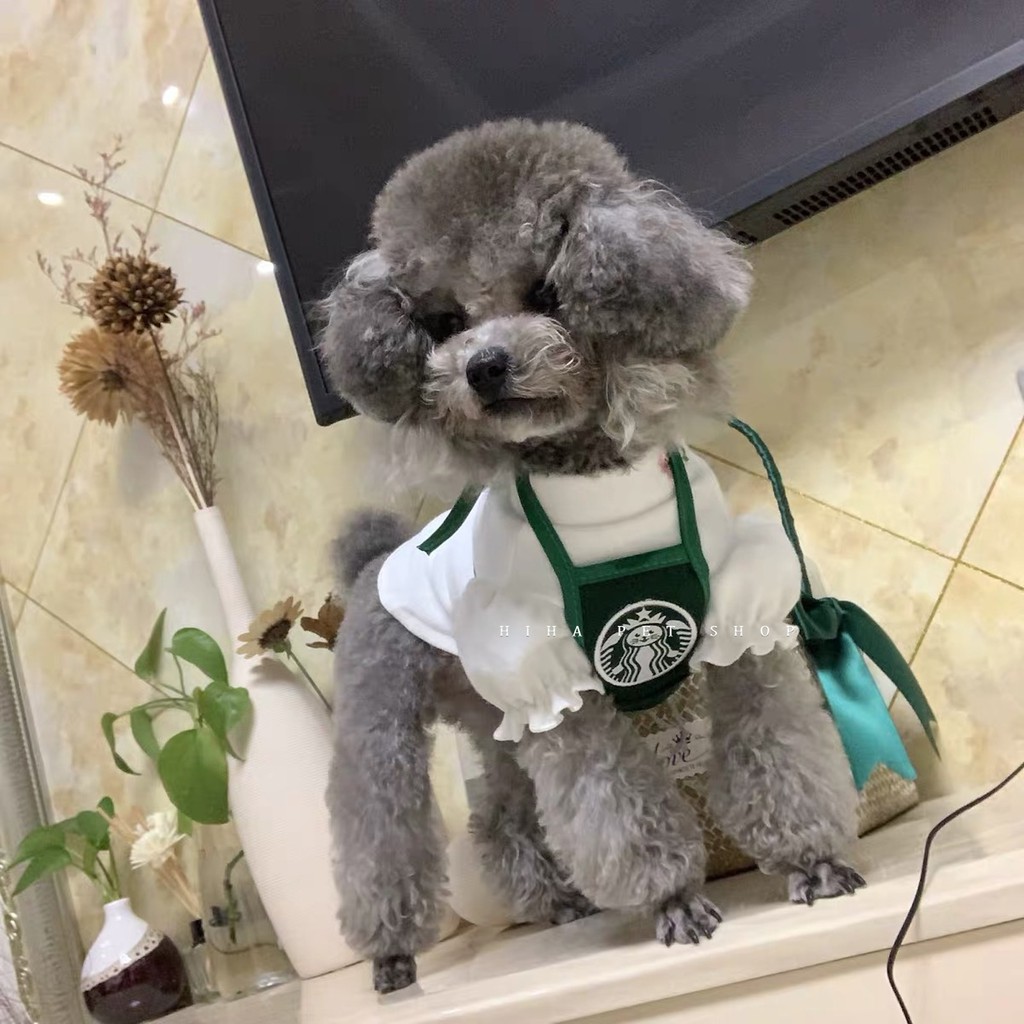 Yếm Starbucks Hàn Quốc Dễ Thương Quần Áo Cho Chó Đeo Bụng Tạp Dề Khăn Mũ Sinh Nhật Mèo.
