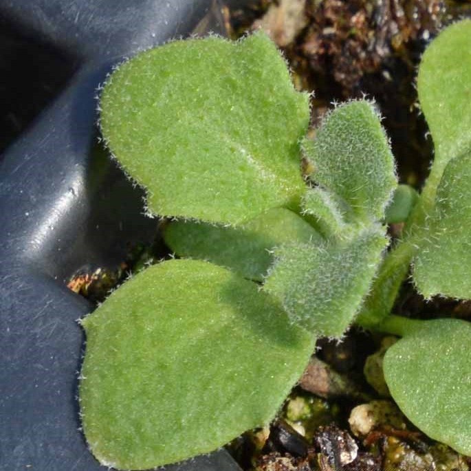 50h Hạt Giống Hoa Leo Đá Lâu Năm Chịu Hạn Aubrieta luckyseed hạt siêu rẻ