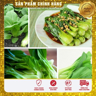 Hạt giống rau cải thìa cao sản trồng thùng xốp