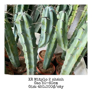 Xương rồng Mytilo thân trụ cao 50-60cm cây 2 nhánh đã định hình dáng cây đẹp