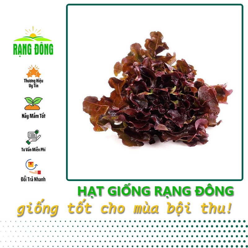Hạt giống Xà Lách Sồi Tím (Xà lách Oakleaf) sinh trưởng khỏe, trồng quanh năm (gói 2 gr) - Hạt giống Rạng Đông