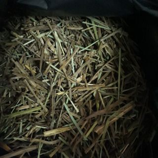 CỎ MẦN TRẦU 100GR KHÔ