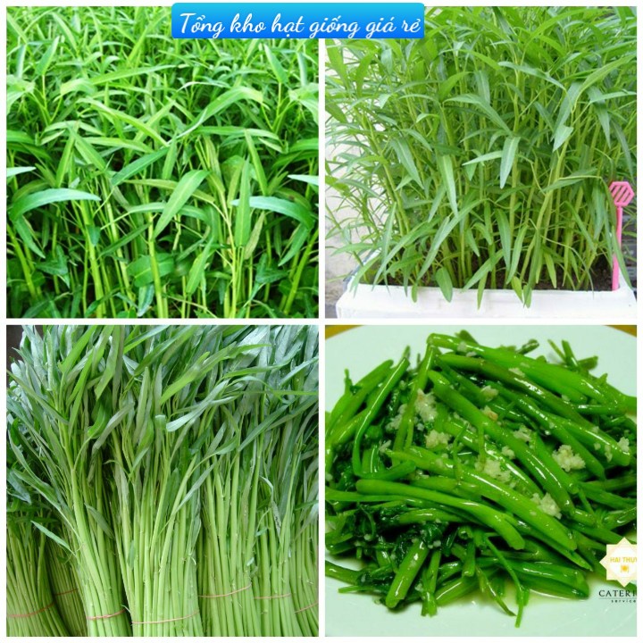Hạt giống rau muống lá tre dễ trồng tỷ lệ nảy mầm cao-Tổng kho hạt giống giá rẻ