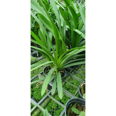Kiếm Tiên Vũ/ Lô Hội F10
