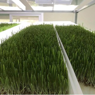 BỘT LÚA NON BARLEY SPROUT HÀN QUỐC