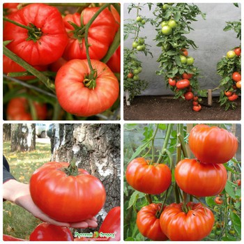20 Hạt giống Cà chua khổng lồ 