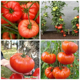 20 Hạt giống Cà chua khổng lồ 