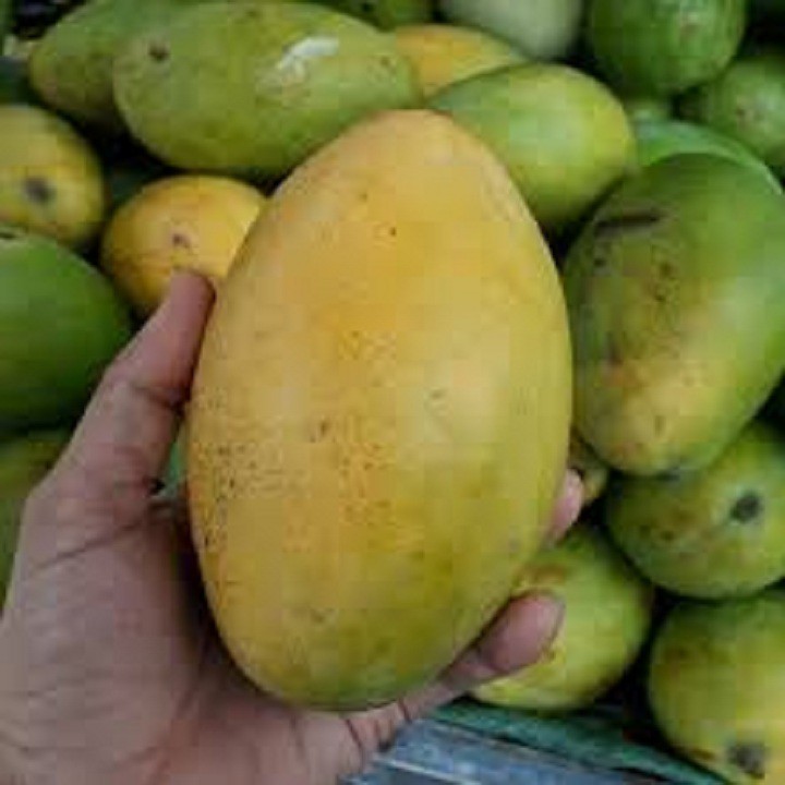 Cây giống xoài keo