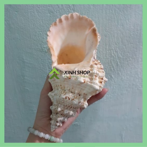 Vỏ Ốc Biển - Vỏ Ốc Tù Và Gai  dùng trang trí chụp hình, backround cho sản phẩm, trang trí bể thủy sinh