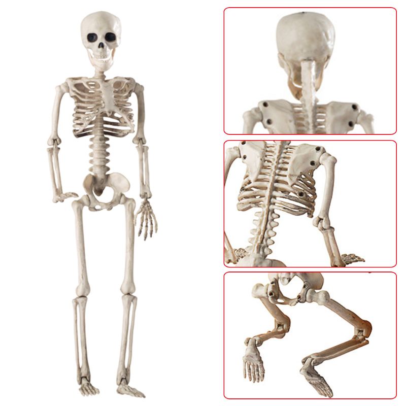 Chua Mô Hình Bộ Xương Người 36cm Sống Động Như Thật Trang Trí halloween