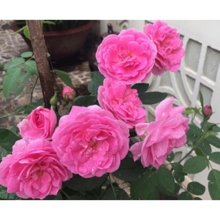 Hồng ngoại chiết cành - có rất nhiều màu