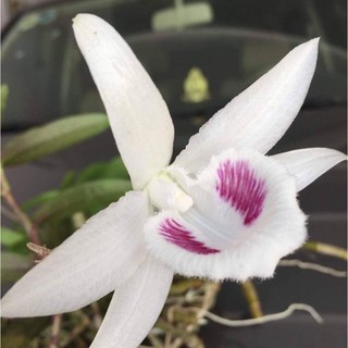 BẢNG PHI ĐIÊP 5CT TIÊN SA- HÀNG VAR, HOA CỰC THƠM CỰC HIẾM, HÀNG GIEO HẠT