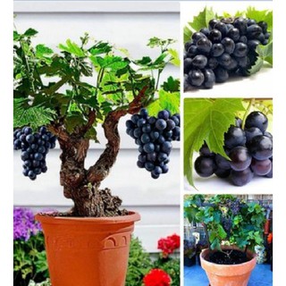 Hạt giống cây nho lùn Pháp ( nho bonsai ) { gói 10 hạt - Tặng 1 gói kích mầm hạt }