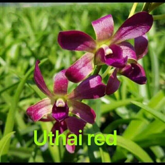 Denro nắng giống chọn màu