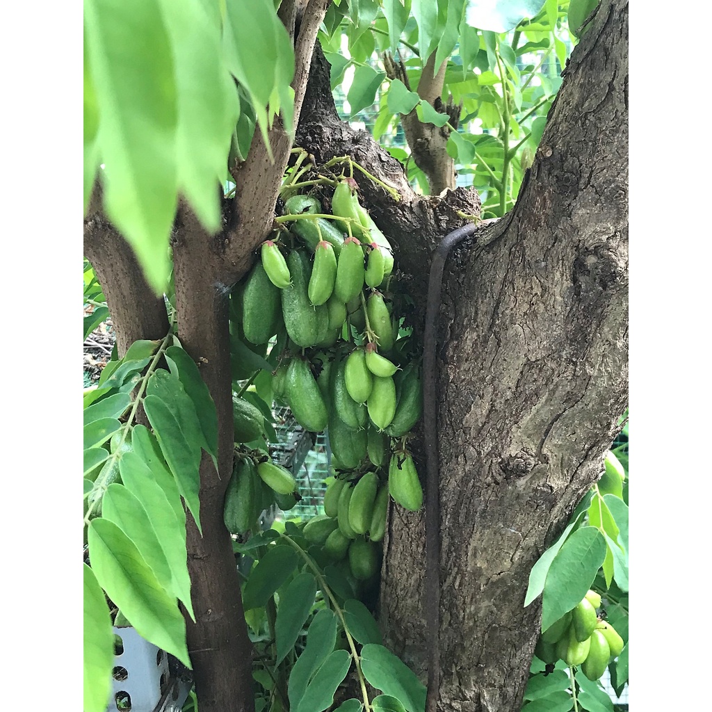 Hạt giống Khế Tàu