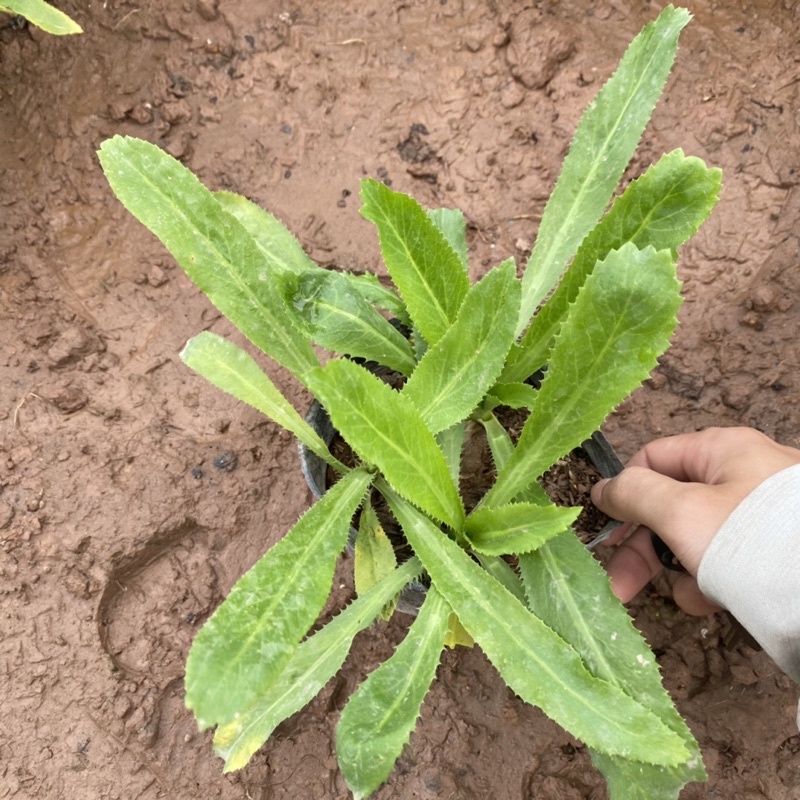 Cây rau mùi tàu trồng bịch đen dùng làm gia vị trong các món ăn