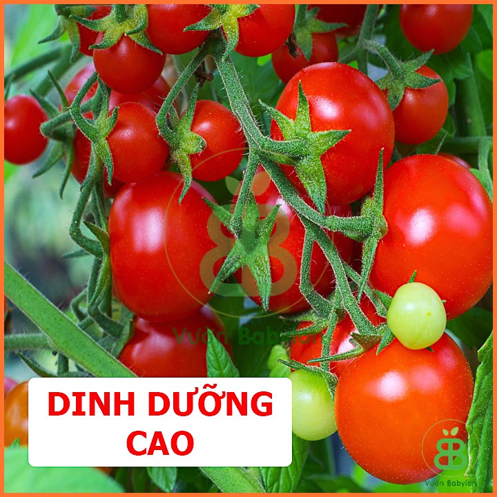 Hạt Giống Cà Chua Bi Đỏ Lùn 0,1G