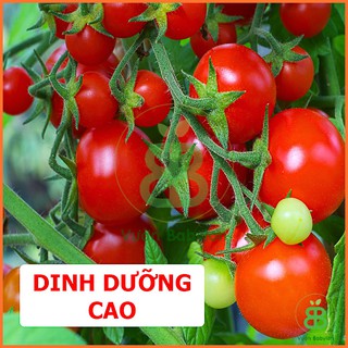 Hạt Giống Cà Chua Bi Đỏ Lùn Rạng Đông, Nảy Mầm Tốt, Năng Suất Cao, Dễ Trồng, Sai Trái Vuonbabylon - Gói 0.1G