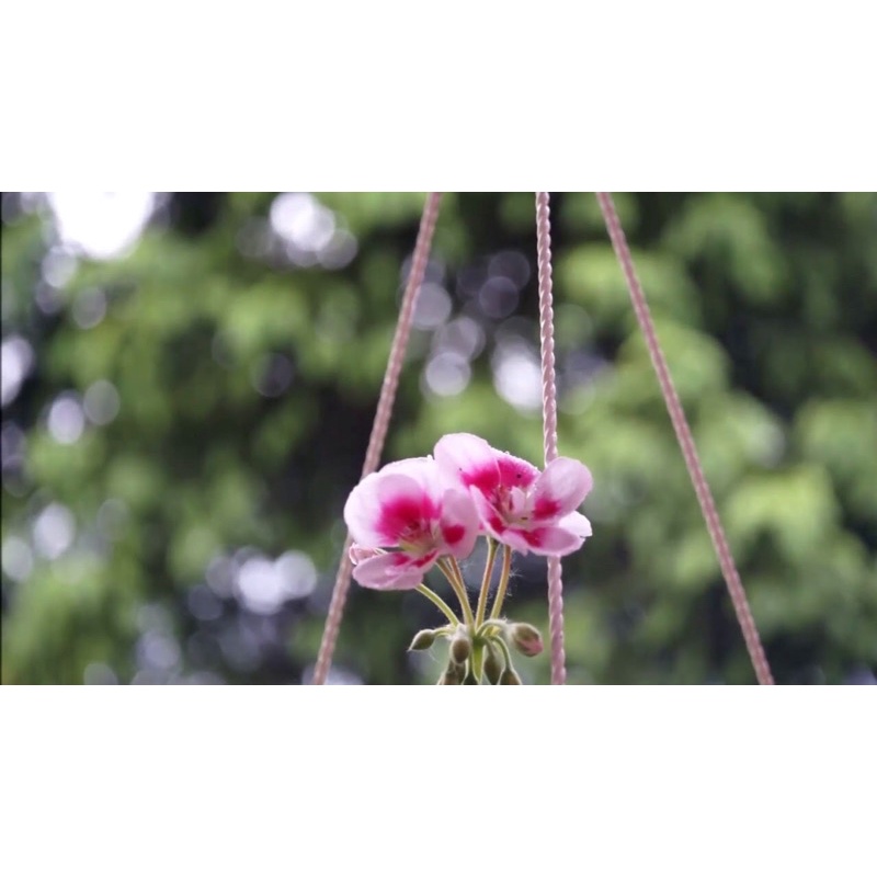 Ống kính MF industar 50-2 50/3.5 pancake