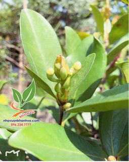 Cherry nhiệt đới sắp ra bông 004
