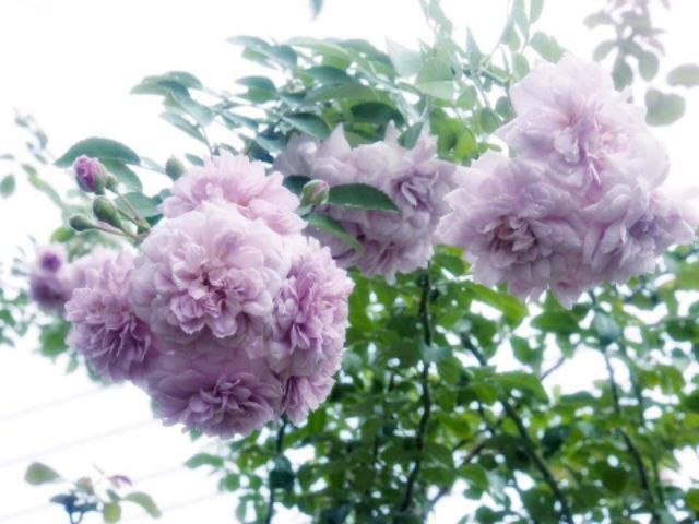 Hồng leo Rainy Blue