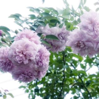 Hồng leo Rainy Blue(tặng kèm phân bón)