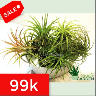 Combo 3 cây không khí lẫn (tặng 1 thạch thảo mini)