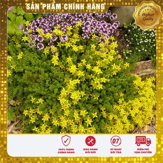 HẠT GIỐNG HOA CÚC SAO BĂNG (TARGETES ) 100 HẠT
