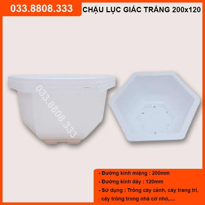 Combo 10 Chậu Nhựa Lục Giác Màu Trắng Bonsai  200x120 trồng hoa cây cảnh