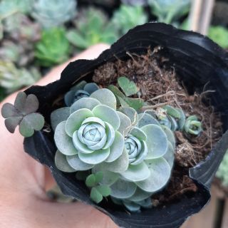 Sen Đá Dù nhỏ 4-6cm siêu đẹp - 1 đổi 1.