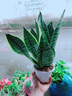 Lưỡi Hổ Cao