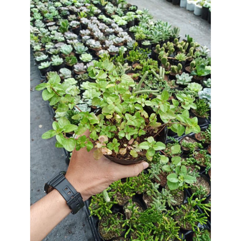 Cây kinh giới cay Oregano