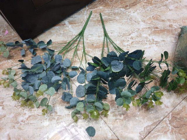 Lá táo mimosa hàng đẹp tươi xanh