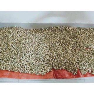 Củ nén - Hành tăm GÓI 1KG đặc sản miền Trung siêu sạch, thơm ngon