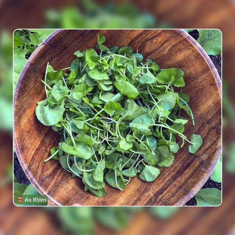 Bột rau má sấy lạnh hũ 500g