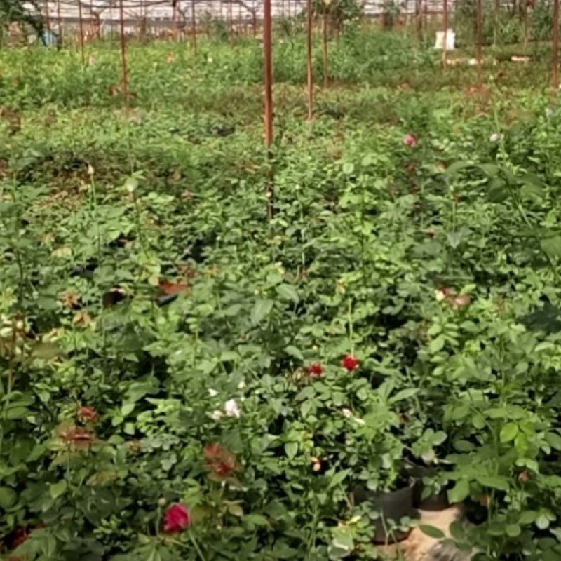 Cây hoa hồng Claude Monet - Cây có bầu đất khỏe mạnh