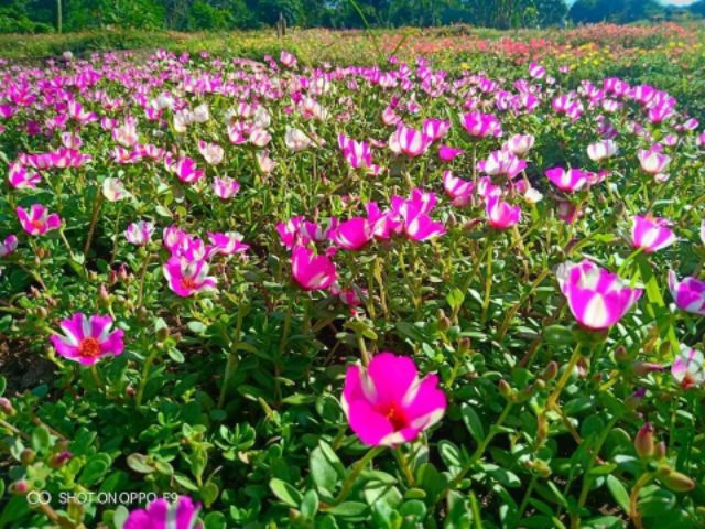 HOA MƯỜI GIỜ MỸ CÁNH ĐƠN ( HOA SAM MỸ ) - Đủ Màu, Siêu Đẹp