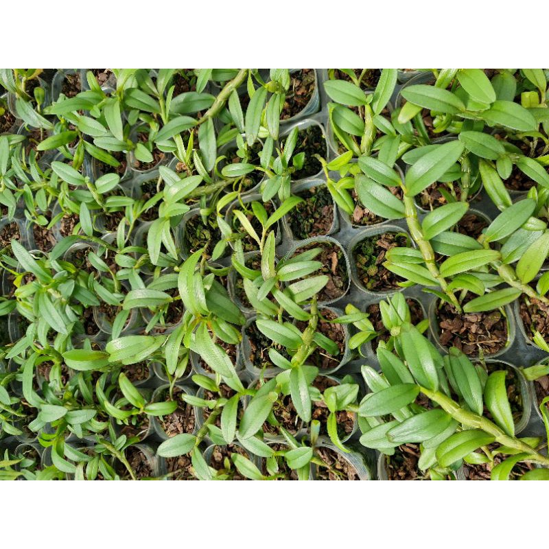 Cây giống lan giả hạc thân thủ lá mít