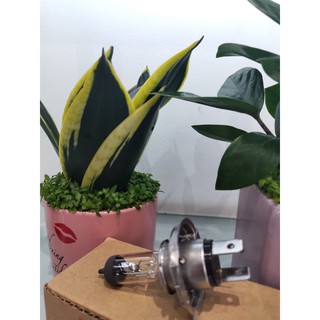 Bóng pha xe máy honda sh 125/150