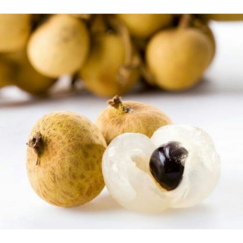 Cây nhãn xuồng cơm vàng