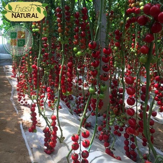 Hạt giống cà chua cherry đỏ chịu nhiệt