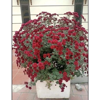 cúc cổ đỏ sơn la