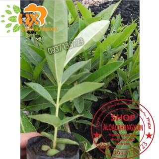 hoa chuông vàng cây giống ( combo 5 cây)