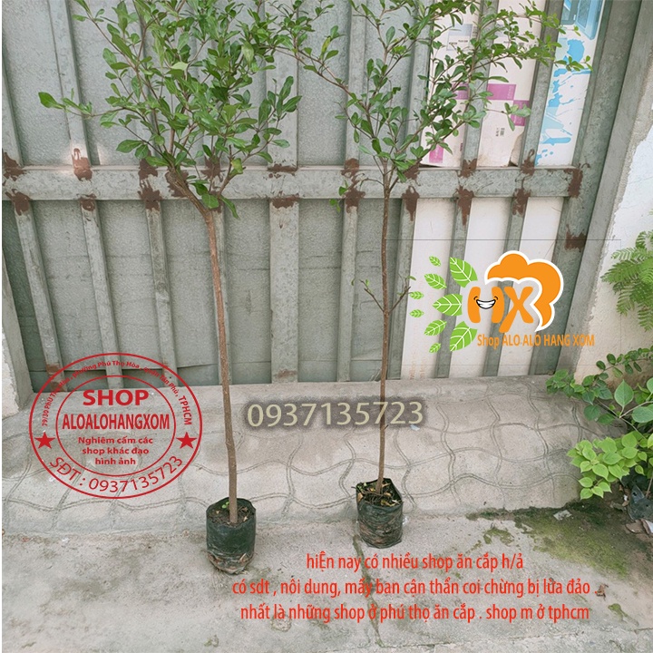 Cây bàng đài loan cao từ 79-90 cm